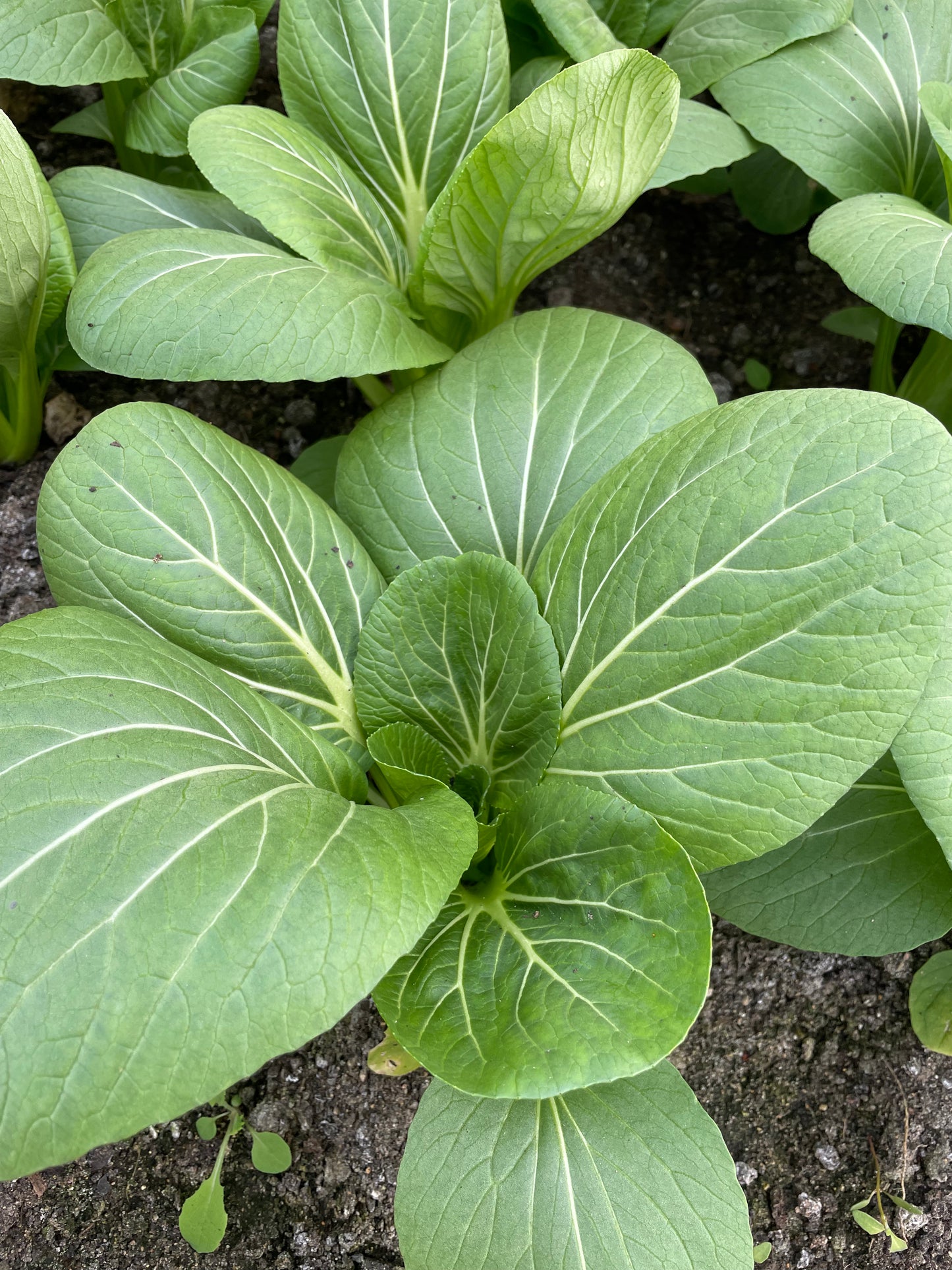 Bok Choi