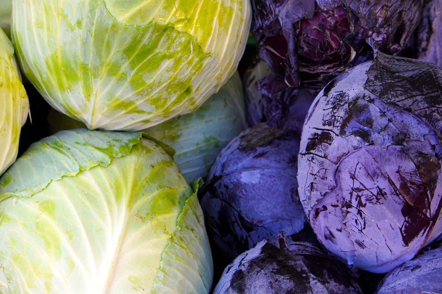 Cabbage, purple, 2 lb