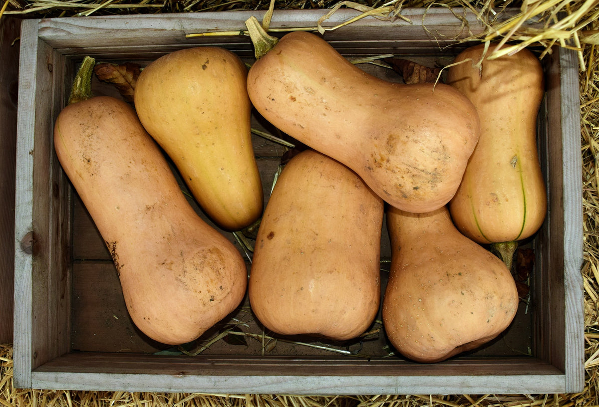 Winter Squash, Butternut * Please read product description