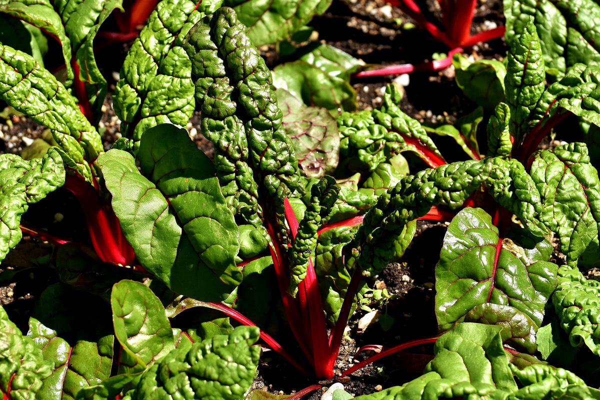 Chard, rainbow
