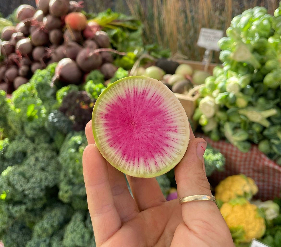 Radish, Watermelon- 1 LB
