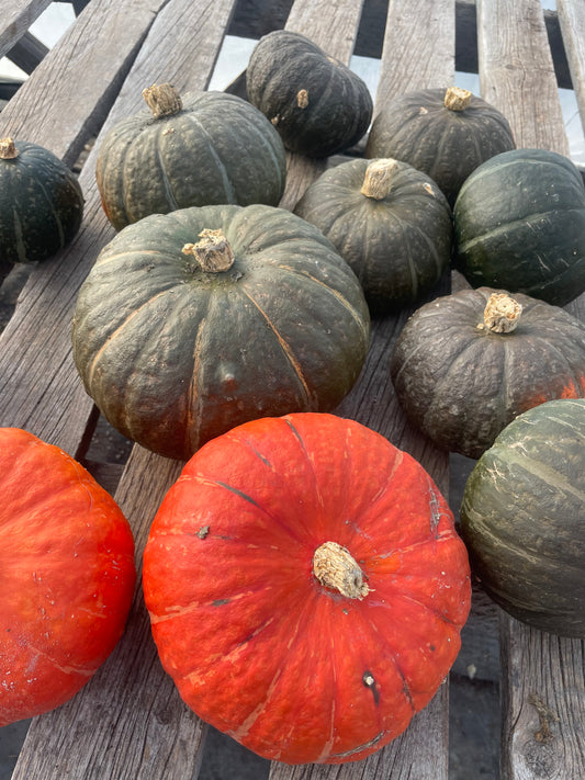 Winter Squash, Kabocha- 3 LB