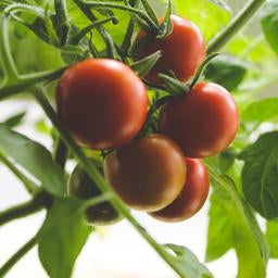 Greenhouse tomatoes subscription-Credit Card Payment
