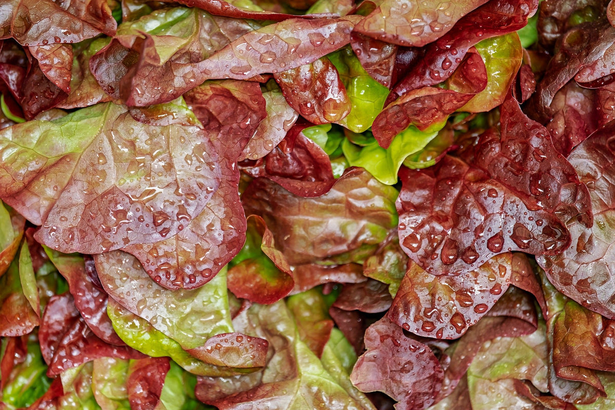 Head Lettuce, Red Leaf