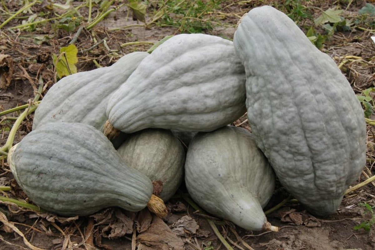 Winter Squash, Blue Hubbard -4-  5 lb