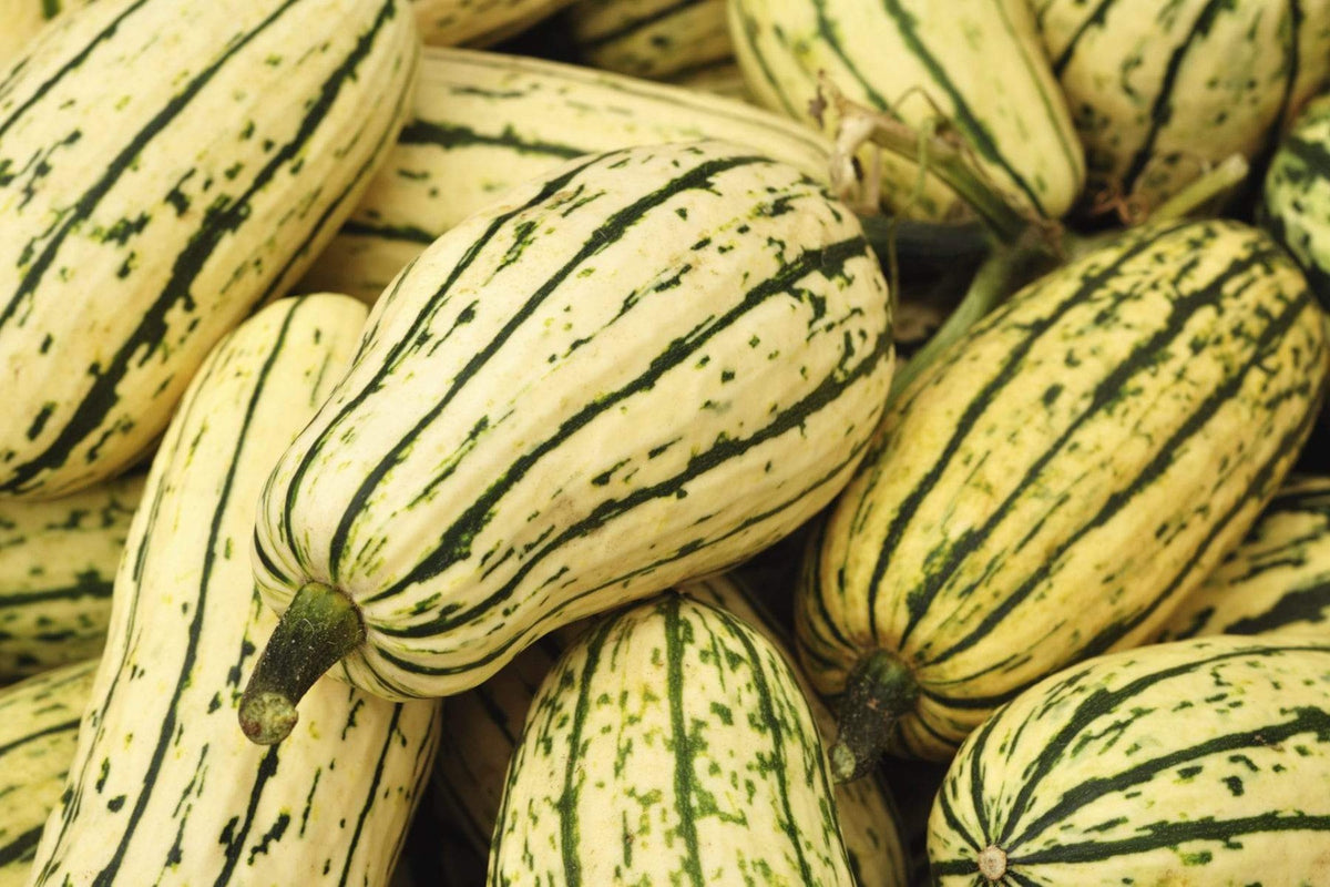 Winter Squash, Delicata - 1 lb