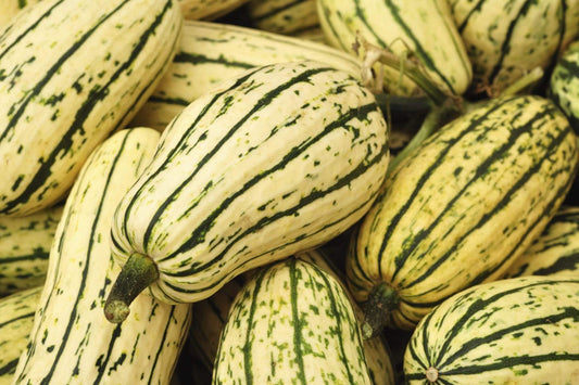 Winter Squash, Delicata - 1 lb