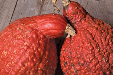 Winter Squash, orange  Hubbard - 4-5