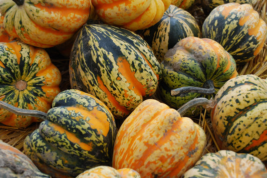 Winter Squash, Acorn - 2 lb