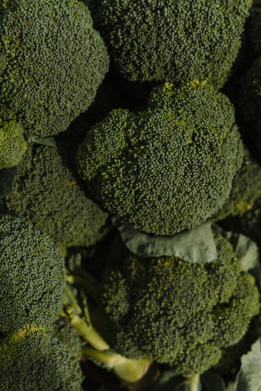 Broccoli Seedling
