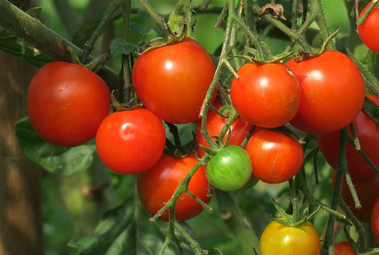 Red Beefsteak Tomato Seedling