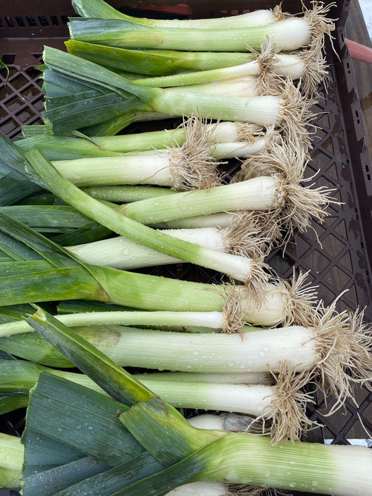 Leeks Seedling