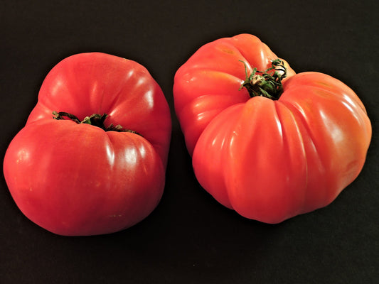 Pink Beefsteak Tomato Seedling- Indeterminate